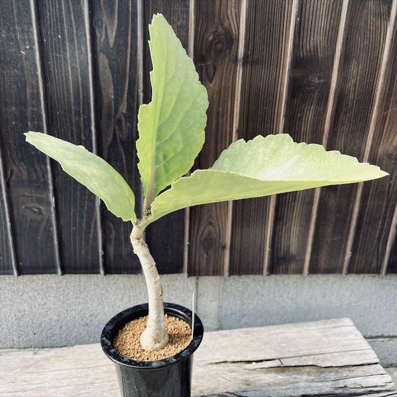 キフォステンマ・ユッタエ(抜き苗) キフォステンマ ユッタエ