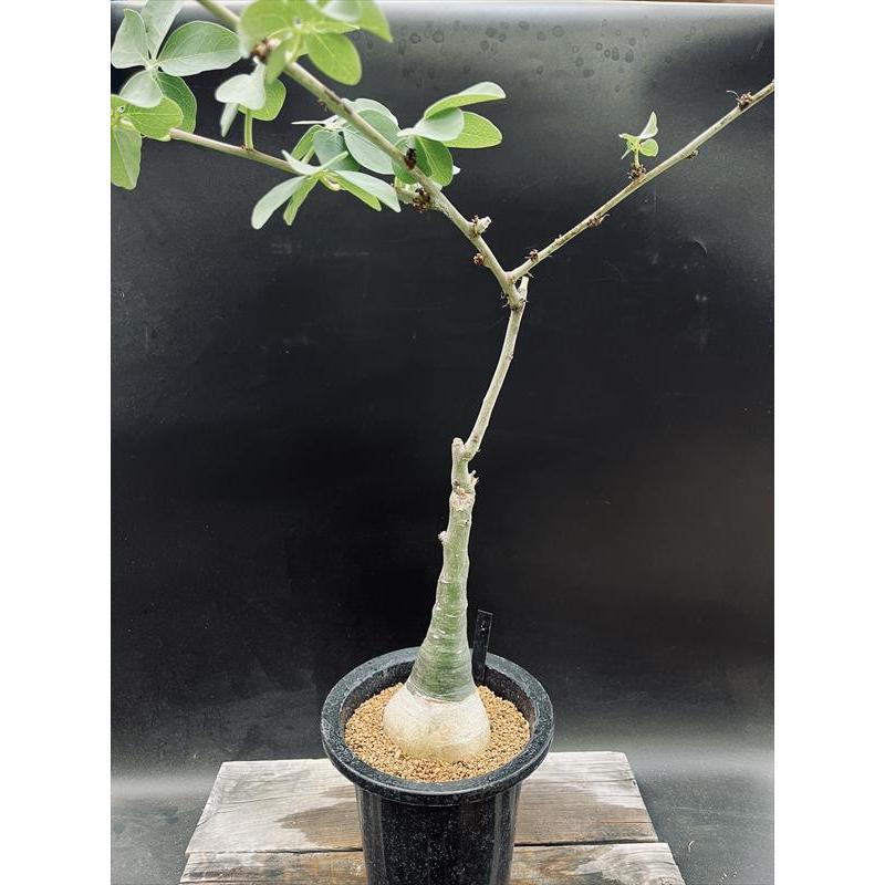 ☆特価☆コーデックス：アデニア グラウカ*塊根幅8cm 現品！一品限り