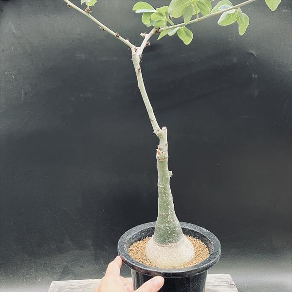 ☆特価☆コーデックス：アデニア グラウカ*塊根幅8cm 現品！一品限り