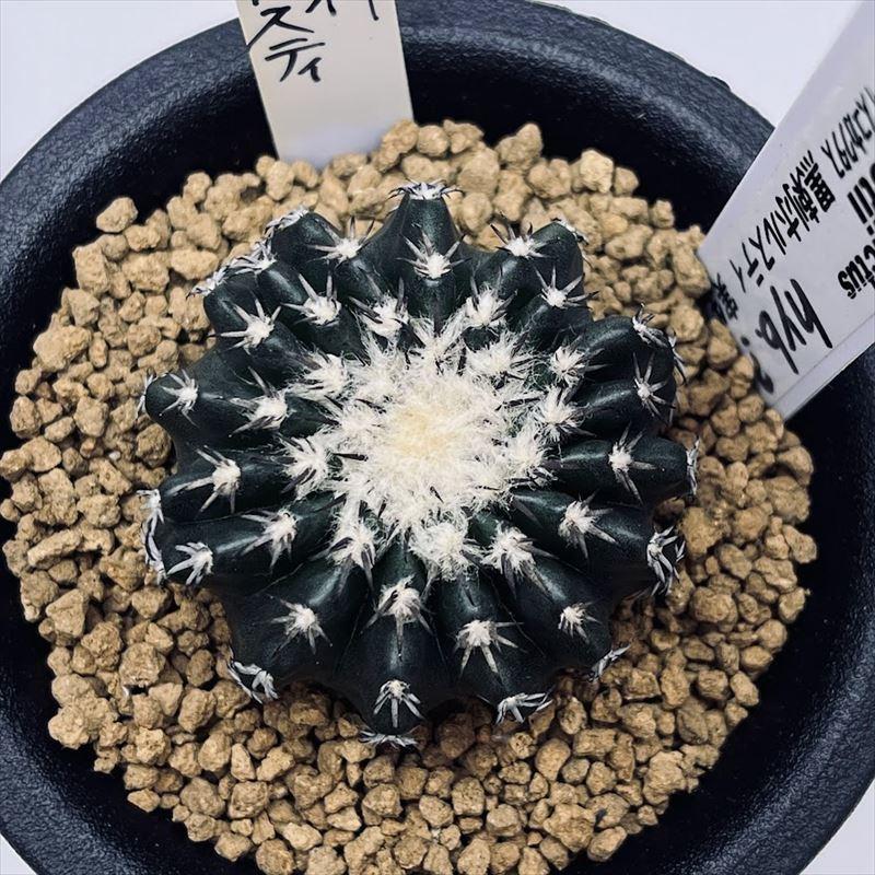 サボテン：ディスコカクタス 黒刺ホルスティhyb. 実生*幅4cm