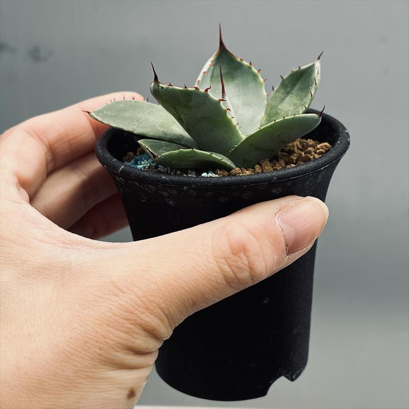 【現品】アガベ・フレキスピナ　（アガベ・フレクシスピナ）10号　４C番 多肉植物：アガベ フレキスピナ（パリー・トルンカータ）*幅7cm