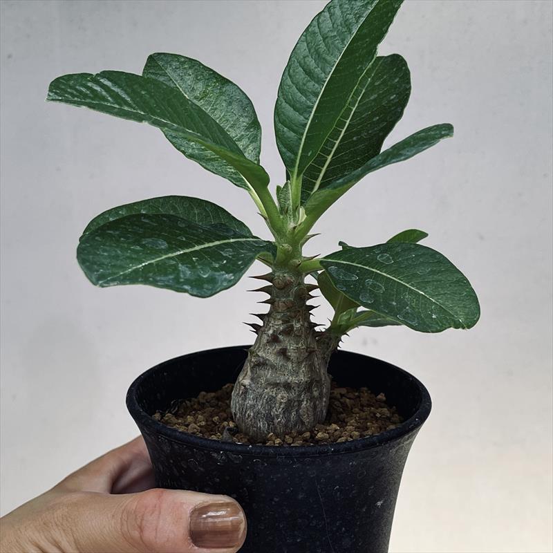 実生ウィンゾリー】春から塊根！良型