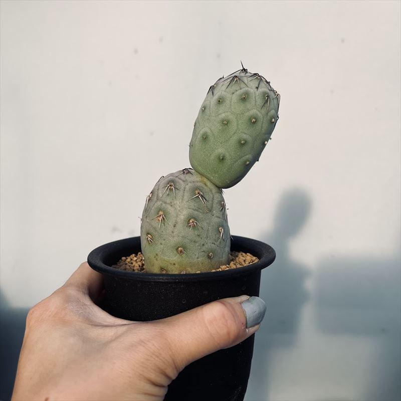 サボテン：テフロカクタス ゲオメトリクス 刺あり 自根*幅4.5cm 現品