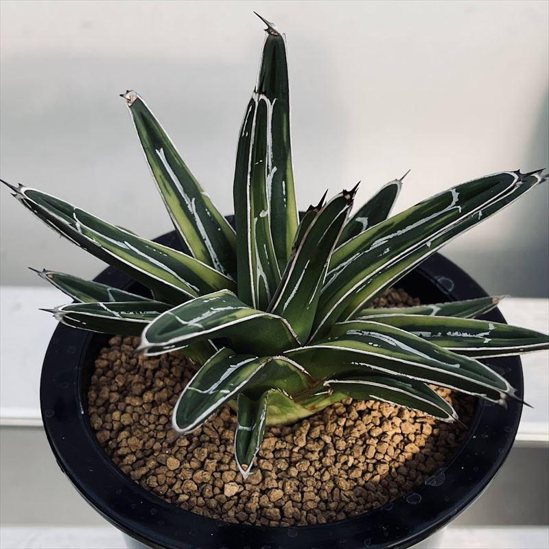 多肉植物:アガベ 笹の雪錦 虎斑*幅13cm 現品!一品限り 多肉植物:アガベ 笹の雪錦 虎斑*幅13cm 現品!一品限り