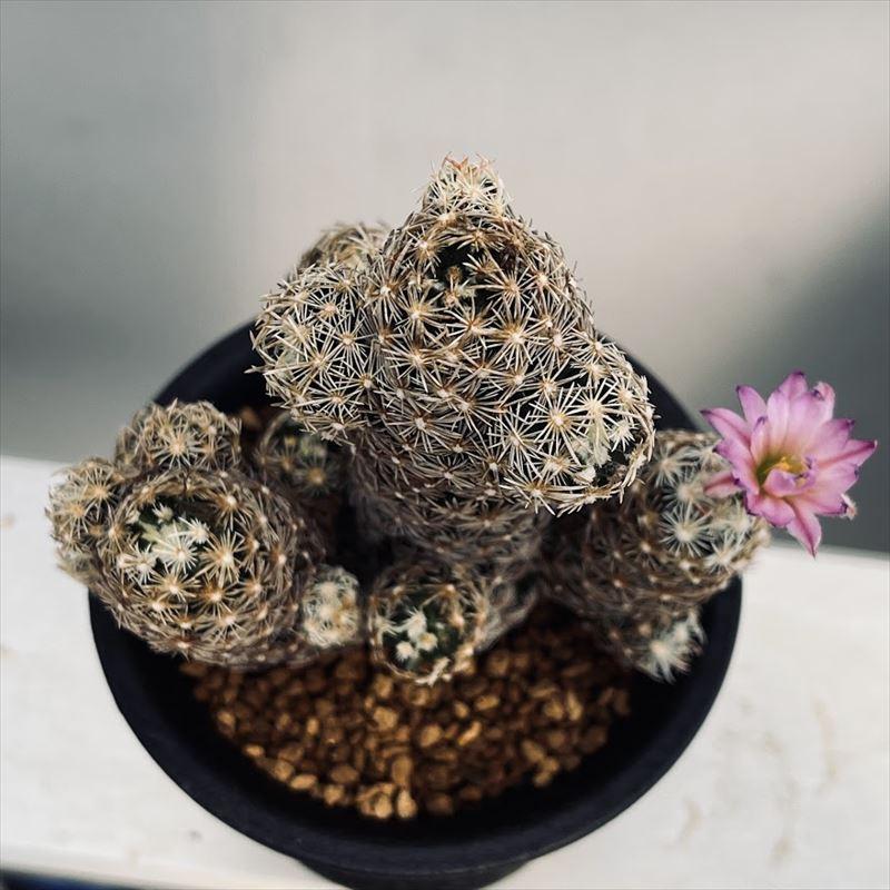 サボテン：エスコバリア ミニマ*幅9cm 現品！一品限り : 遊恵