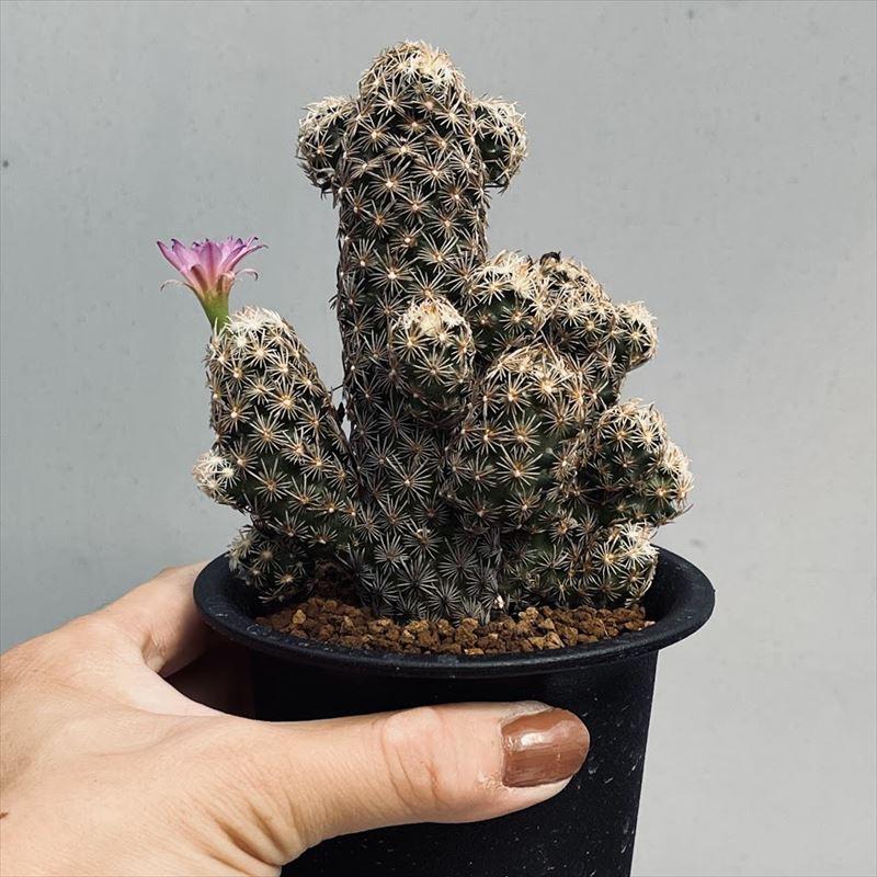 サボテン：エスコバリア ミニマ*幅9cm 現品！一品限り : 遊恵盆栽