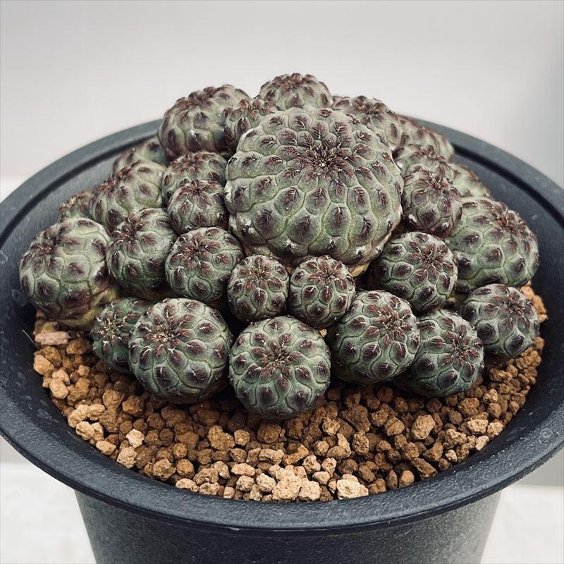 サボテン：スルコレブチア ラウシー*幅9cm 現品！一品限り : 遊恵