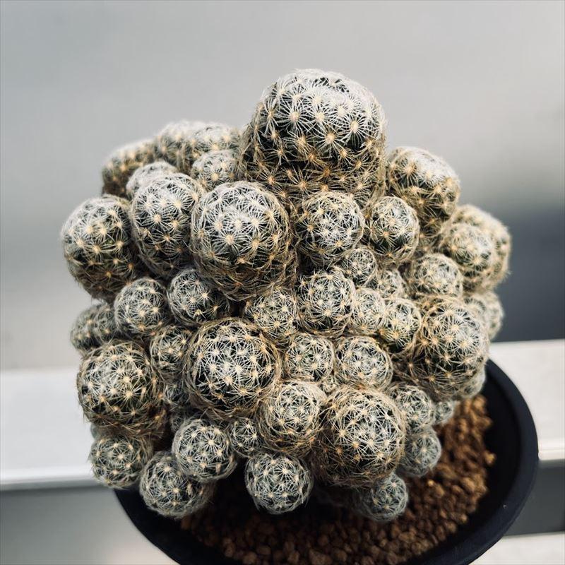 サボテン：マミラリア デュエイ*幅11cm 現品 一品限り : 遊恵盆栽