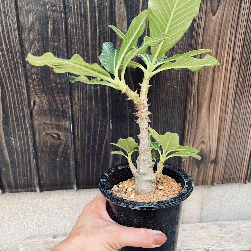 コーデックス:パキポディウム ウィンゾリー 実生*葉幅21cm コーデックス:パキポディウム ウィンゾリー 実生*葉幅21cm