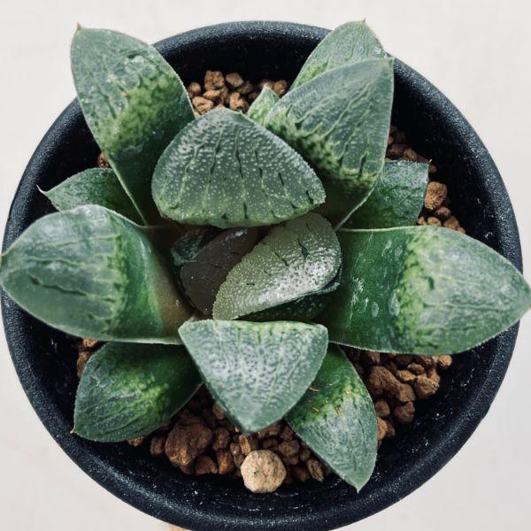 多肉植物：ハオルチア 阪井氏スプリング交配*S 幅6.5cm : 遊恵盆栽