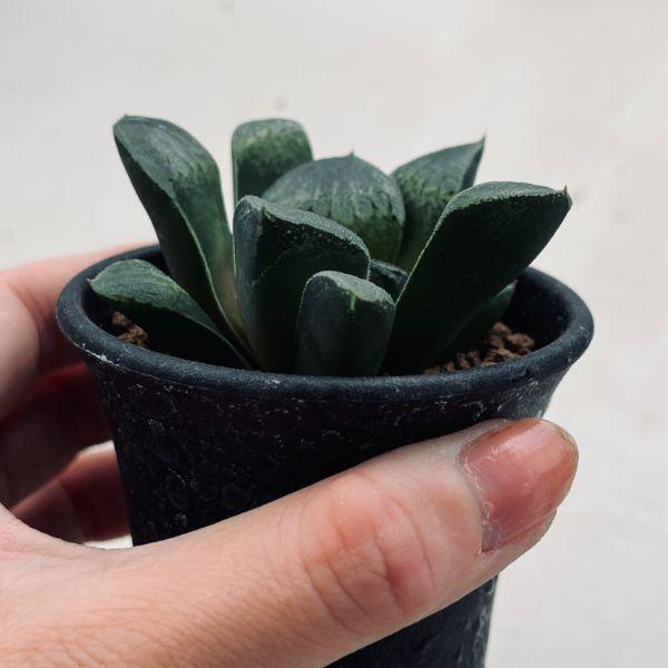 多肉植物：ハオルチア 阪井氏スプリング交配*S 幅6.5cm : 遊恵盆栽
