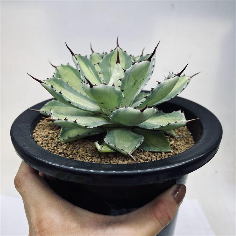 多肉植物：アガベ 吉祥冠錦 中斑*幅12cm 現品！一品限り : 遊恵盆栽
