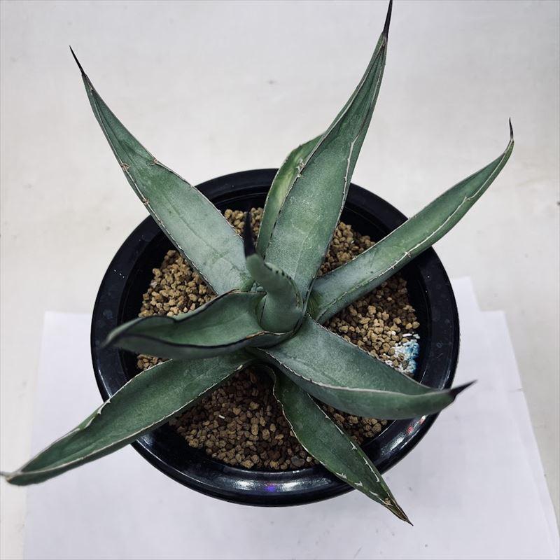 多肉植物：アガベ ニグラ シャークスキン*幅23cm 現品！一品限り