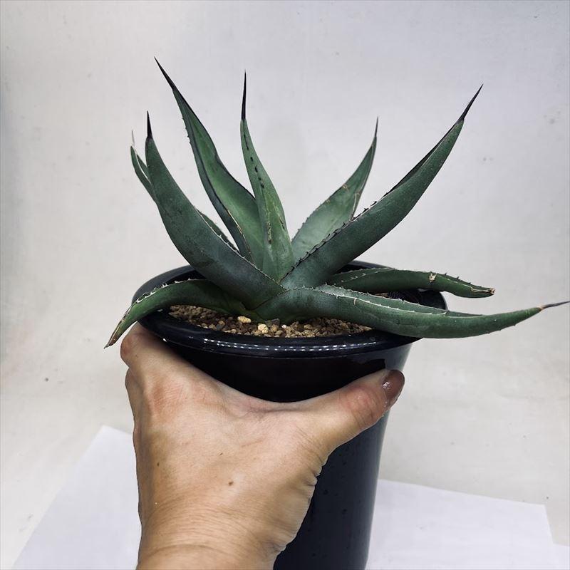 多肉植物：アガベ ニグラ シャークスキン*幅23cm 現品！一品限り