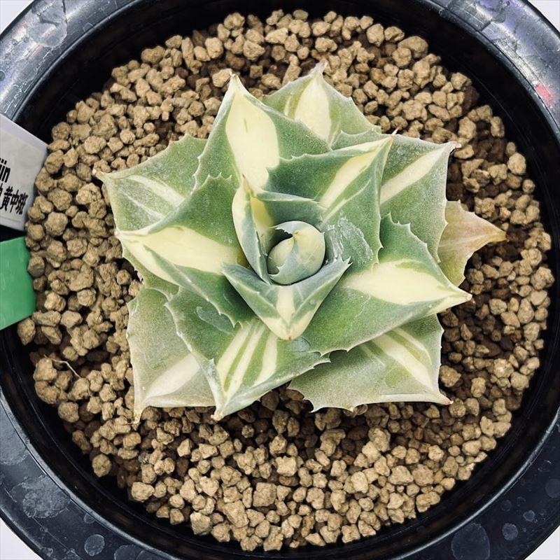 多肉植物：アガベ 王妃雷神 黄中斑*幅6cm 現品！一品限り