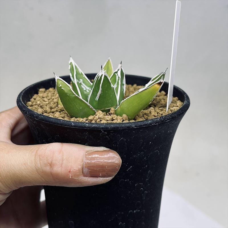 多肉植物：アガベ 広葉笹の雪*幅5cm : 遊恵盆栽 Yahoo!店 - 通販