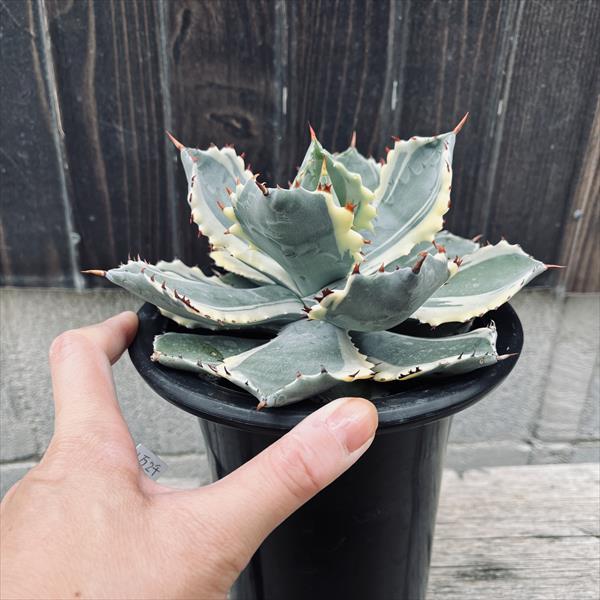 多肉植物：アガベ 甲蟹錦（カブトガニニシキ）*幅17cm 現品！一品