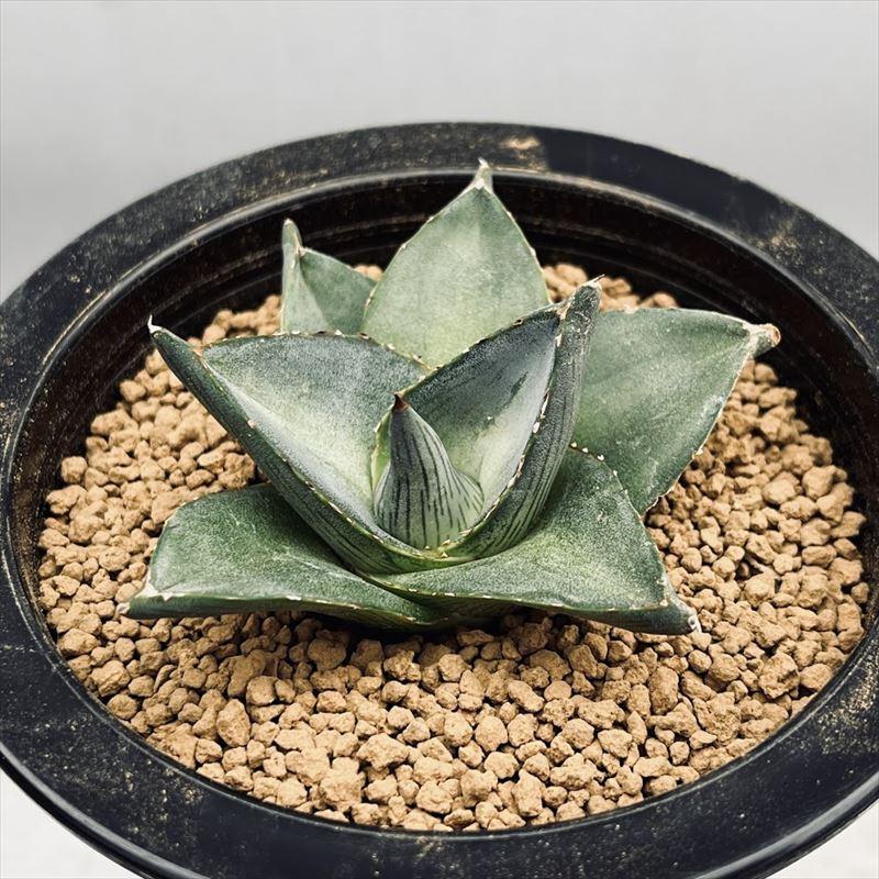 多肉植物：アガベ プミラ*M 幅7cm : 遊恵盆栽 Yahoo!店 - 通販