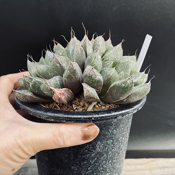 多肉植物：ハオルチア オブツーサhyb.*幅13cm 現品！一品限り : 遊恵