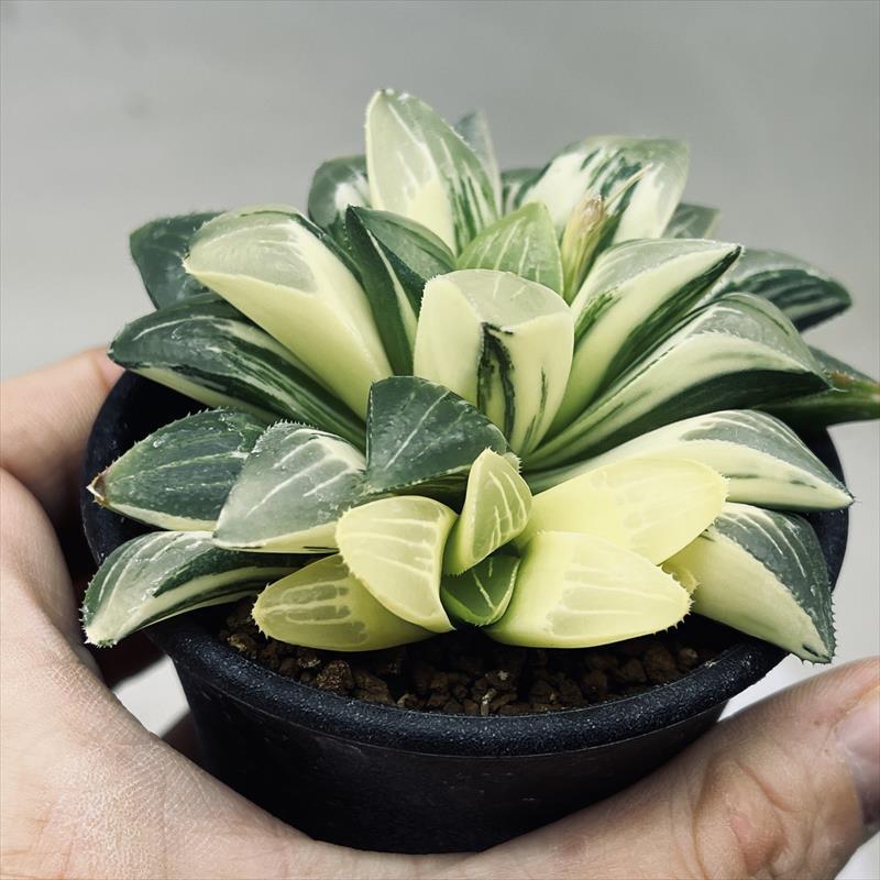 多肉植物：ハオルチア オブツーサhyb.*幅13cm 現品！一品限り : 遊恵