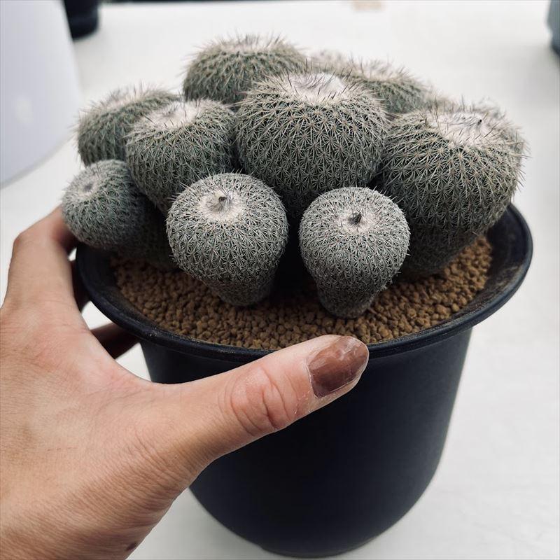 サボテン ♡多肉風月さん苗店舗販売会のお知らせ♡ 多肉風月さん苗の店舗販売会