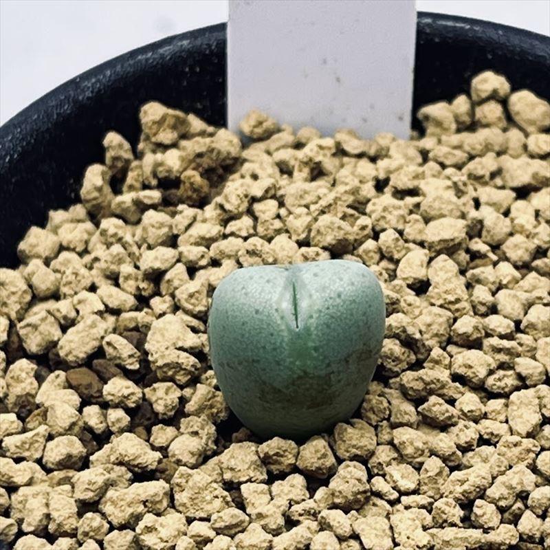 苗 ＊ コノフィツム・クリソクルクスム CR1360 ＊ 多肉植物 苗 ＊ コノフィツム・クリソクルクスム CR1360 ＊ 多肉植物