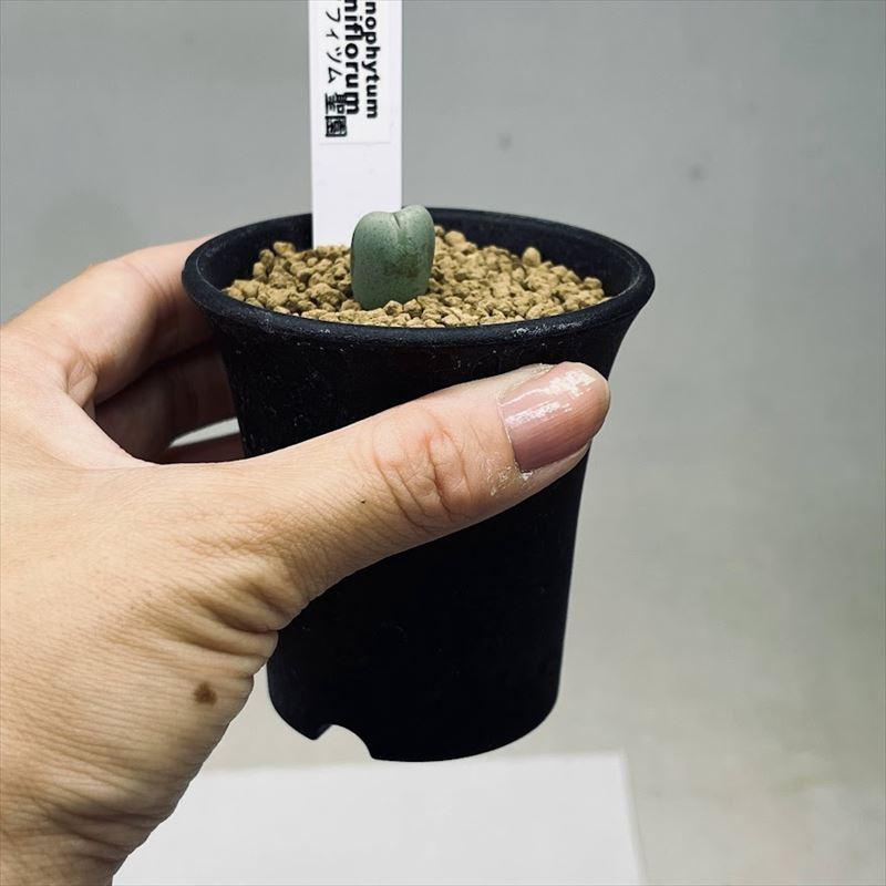 多肉植物：コノフィツム 聖園*幅1cm : 遊恵盆栽 Yahoo!店 - 通販