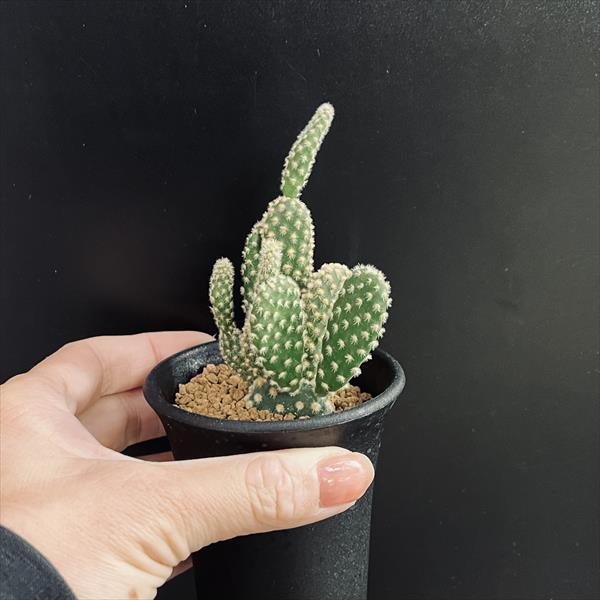 ウチワサボテン：ゴールデンバニー*幅5.5cm : 遊恵盆栽 Yahoo!店