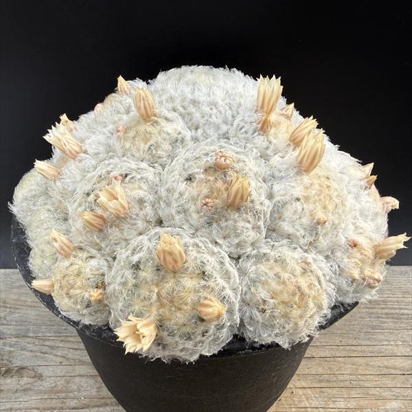 サボテン：マミラリア 白星*幅14cm 現品 一品限り : 遊恵盆栽 Yahoo
