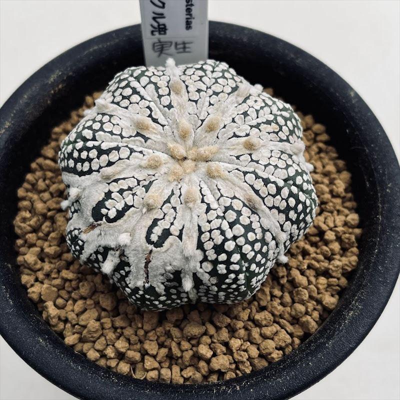 アストロフィツム ミラクル兜（鉢付き／直径 約11cm）　大株　1 アストロフィツム：ミラクル兜（かぶと）2.5号24-01 の通販