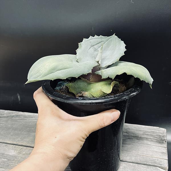 多肉植物：アガベ マルモラータ パピリオ プラタノイデス*幅18ｃｍ　現品！一品限り_2