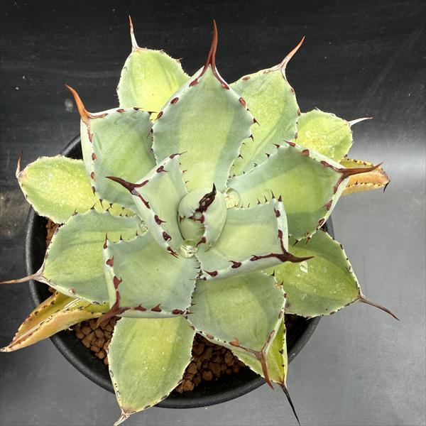 多肉植物：アガベ 吉祥冠錦 中斑*幅10cm : 遊恵盆栽 Yahoo!店 - 通販