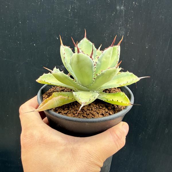 多肉植物：アガベ 吉祥冠錦 中斑*幅10cm : 遊恵盆栽 Yahoo!店 - 通販