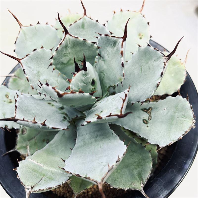 多肉植物：アガベ 吉祥冠*幅15cm ※斑点のような傷あり : 遊恵盆栽