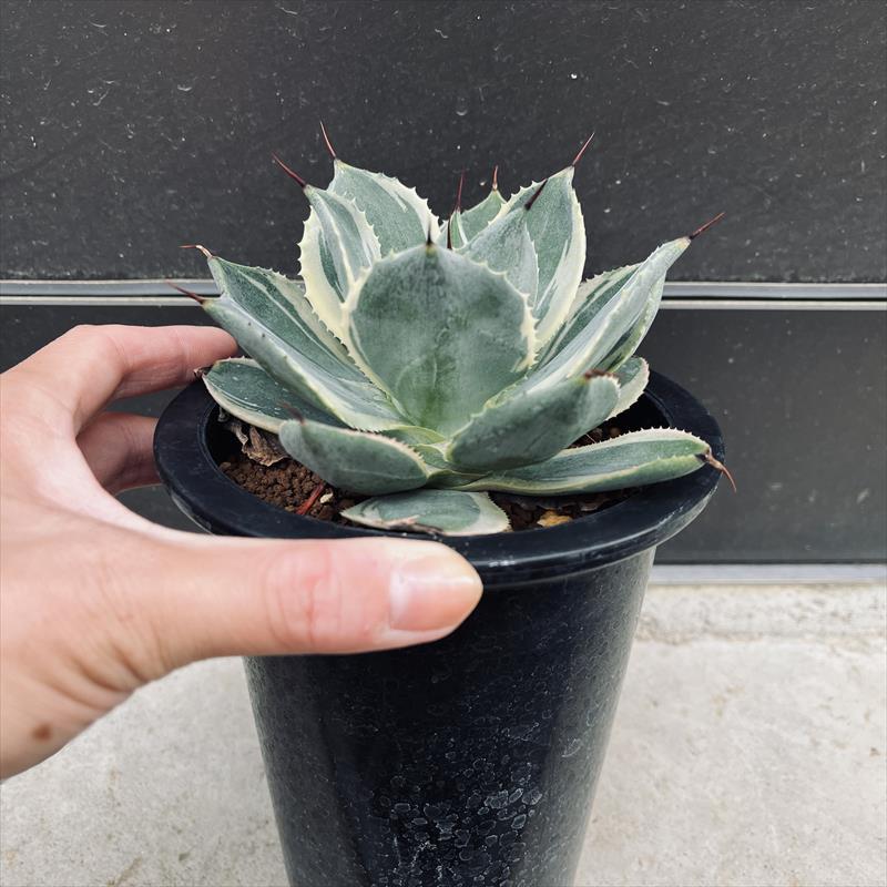 多肉植物：アガベ ポタトルム 鳳凰*L 幅15cm : 遊恵盆栽 Yahoo!店