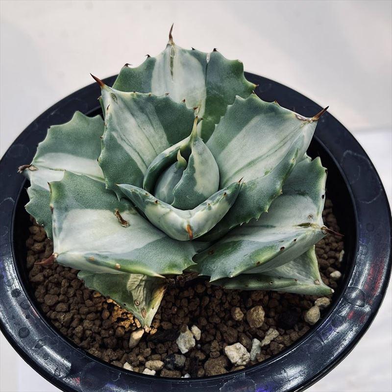多肉植物：アガベ 王妃雷神 白中斑*幅8cm 現品！一品限り ※葉にワレ