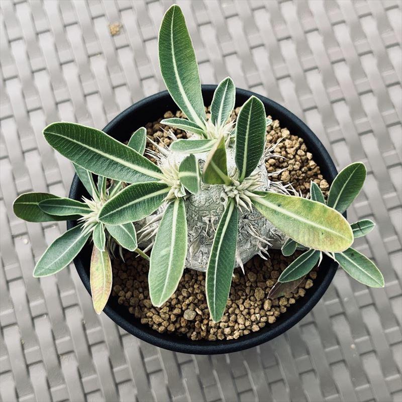 コレクション株　パキポディウム　エブレネウム コレクション株 パキポディウム エブレネウム