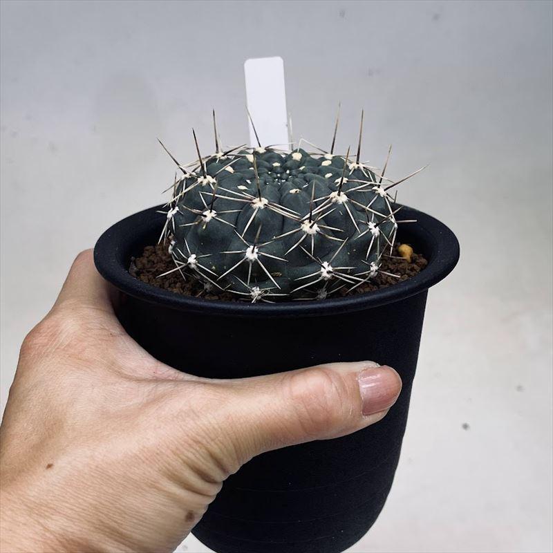 ☆特価☆サボテン：ギムノカリキウム ギボスム 貴珠玉*幅6.5cm