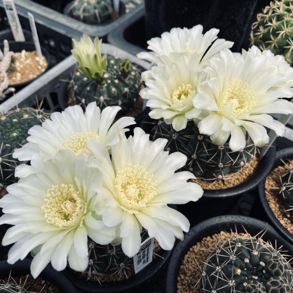 ☆特価☆サボテン：ギムノカリキウム ギボスム 貴珠玉*幅6.5cm