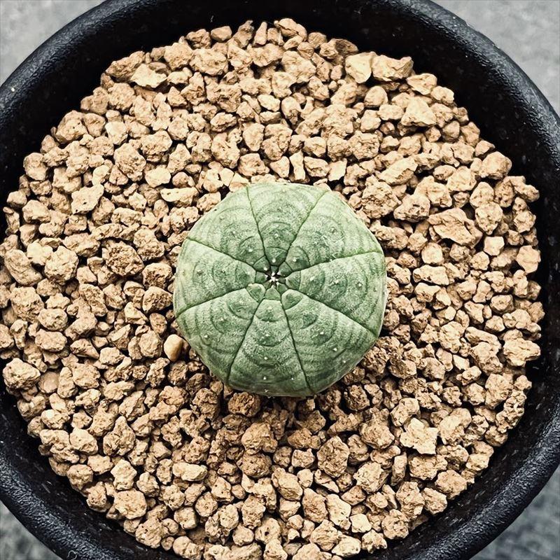 多肉植物：ユーフォルビア シンメトリカ*SS 幅1.5cm ☆赤松実生