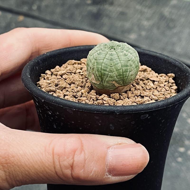 多肉植物：ユーフォルビア シンメトリカ*SS 幅1.5cm ☆赤松実生