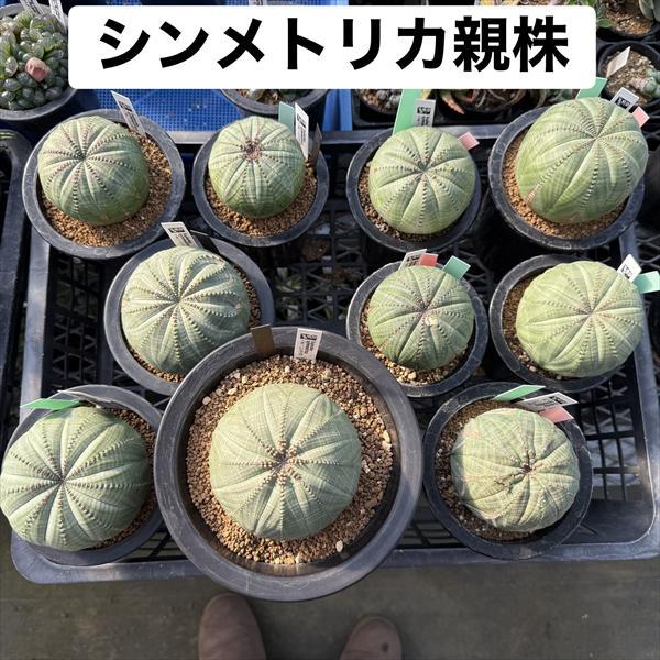 多肉植物：ユーフォルビア シンメトリカ*SS 幅1.5cm ☆赤松実生