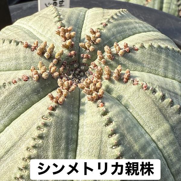 多肉植物：ユーフォルビア シンメトリカ*SS 幅1.5cm ☆赤松実生