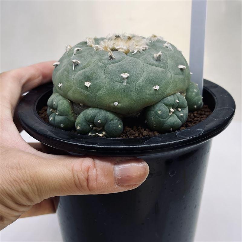 実生自根　ロフォフォラ　疣銀冠玉錦　訳あり　鉢ごと送料込み 実生自根 ロフォフォラ 疣銀冠玉錦 訳あり 鉢ごと送料込み