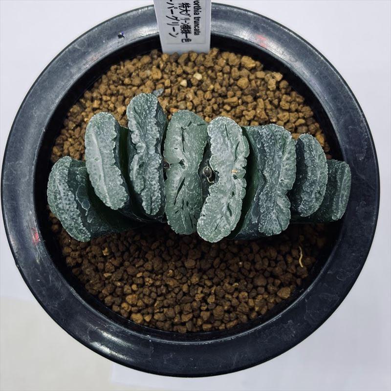 多肉植物：ハオルチア 玉扇 特大グリーン模様一色 スーパー