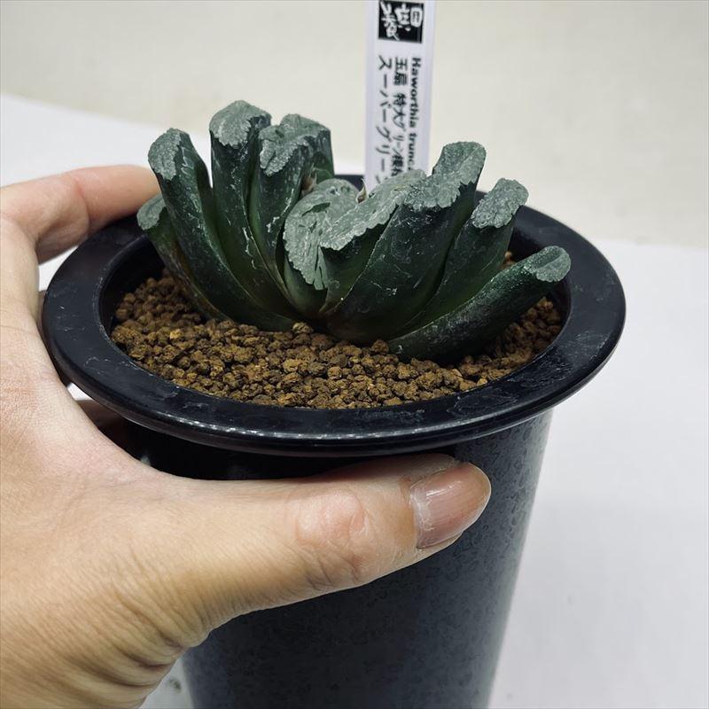 多肉植物　ハオルチア　ブリンジーNO.1大型特良 ハオルチア ブリンジーNO.1大型特良 多肉植物250922-2 - メルカリ