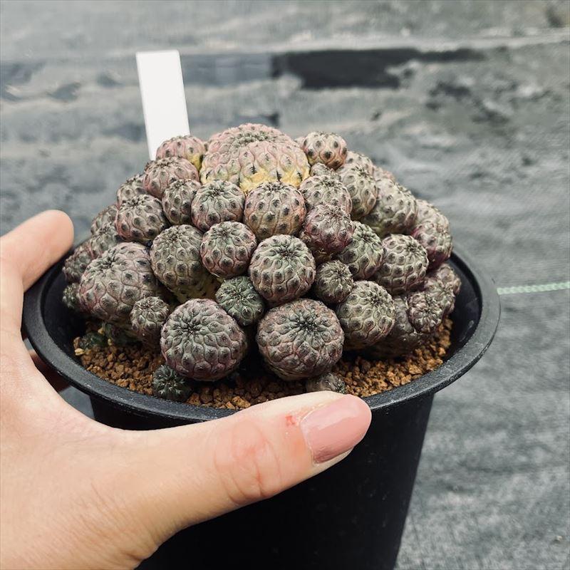 サボテン：スルコレブチア ラウシー ツギ*幅11cm 現品！一品限り