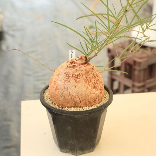 塊根植物：イポメア ホルビー*塊幅12cm 現品 一品限り : 遊恵盆栽