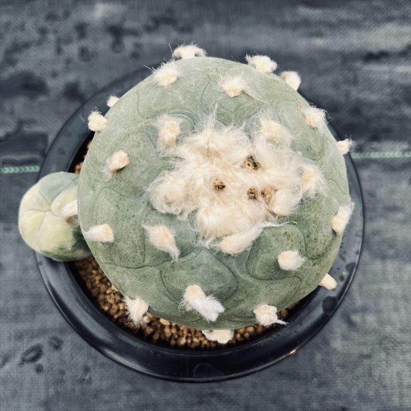 サボテン：ロフォフォラ ディフューサ 翠冠玉錦（子株が斑入り）*幅