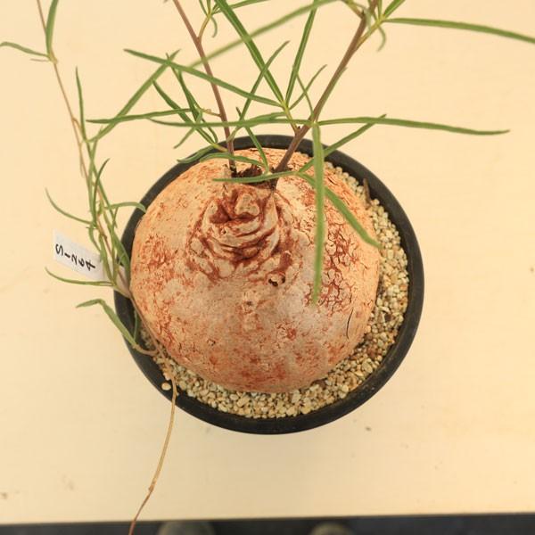 塊根植物：イポメア ホルビー*塊幅12cm 現品 一品限り : 遊恵盆栽